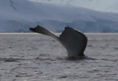 whale tail goodby