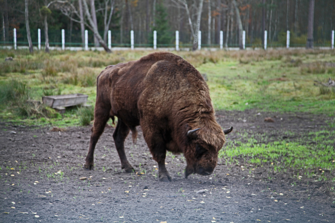 Bison bonasus – Зубр еўрапейскі – Żubr europejski – European Bison