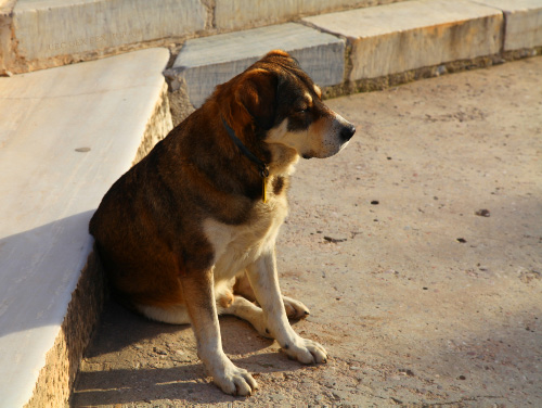 Athenian doggie