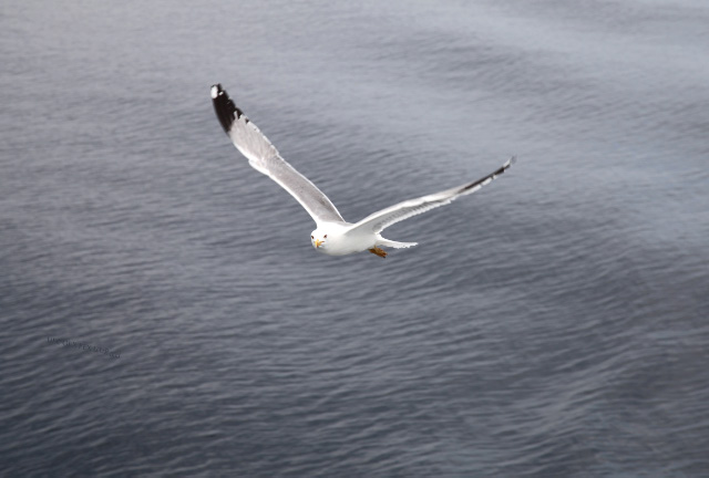 seagull near Athos