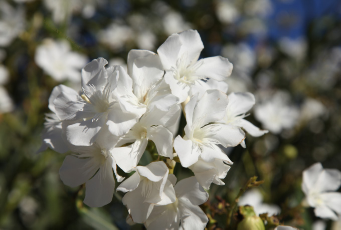 white Cretan flowers