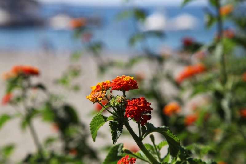 Marigold on beach of Kaloi Limenes