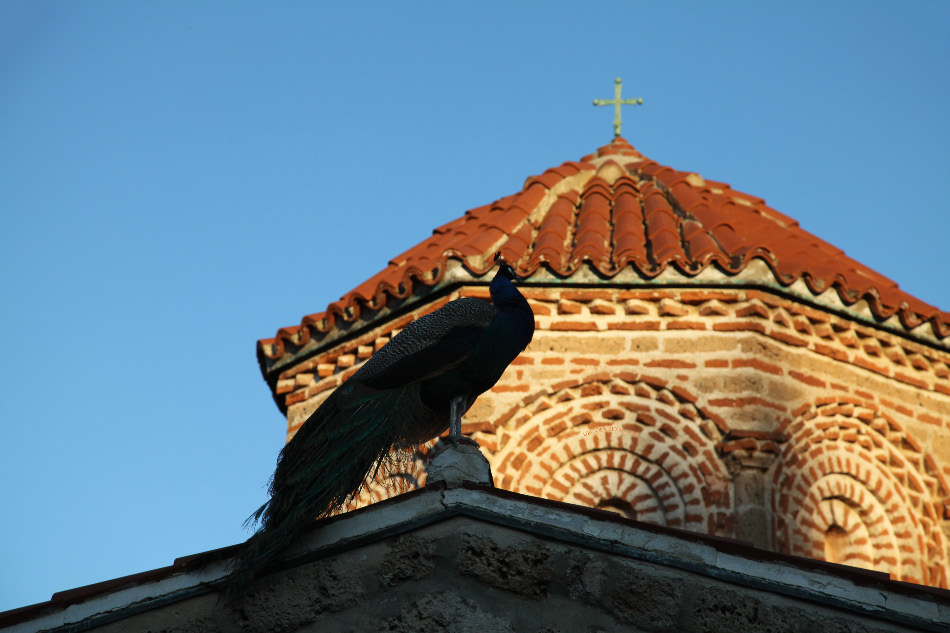 Peacock atop roof of Church in Monastery of Saint Naum in Ohrid Macedonia