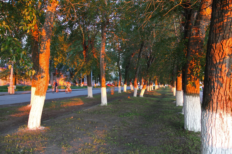 trees on the embankment at sunset