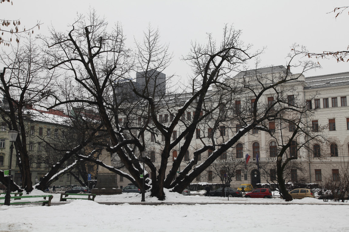 snow on 21 January 2013 and a rather remarkable tree in Ljubljana
